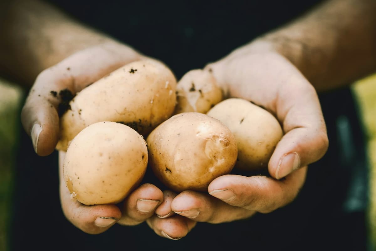 Potatis, mandelpotatis